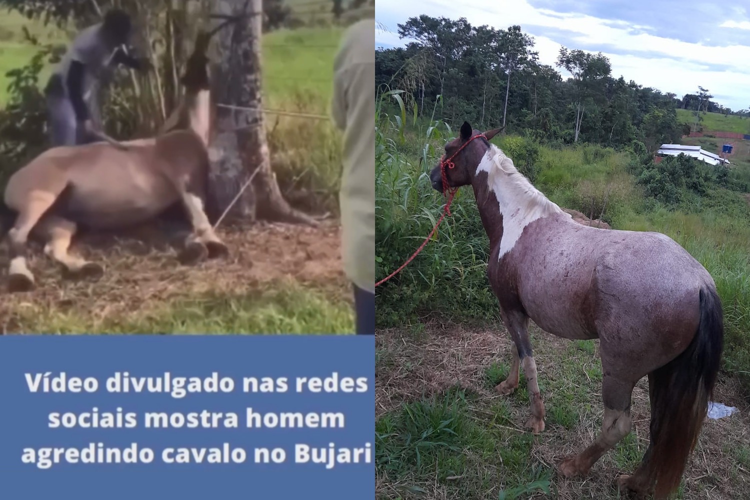 Polícia identifica homens que espancaram égua no interior do Acre e  disseminaram o vídeo nas redes sociais - Diário do Acre