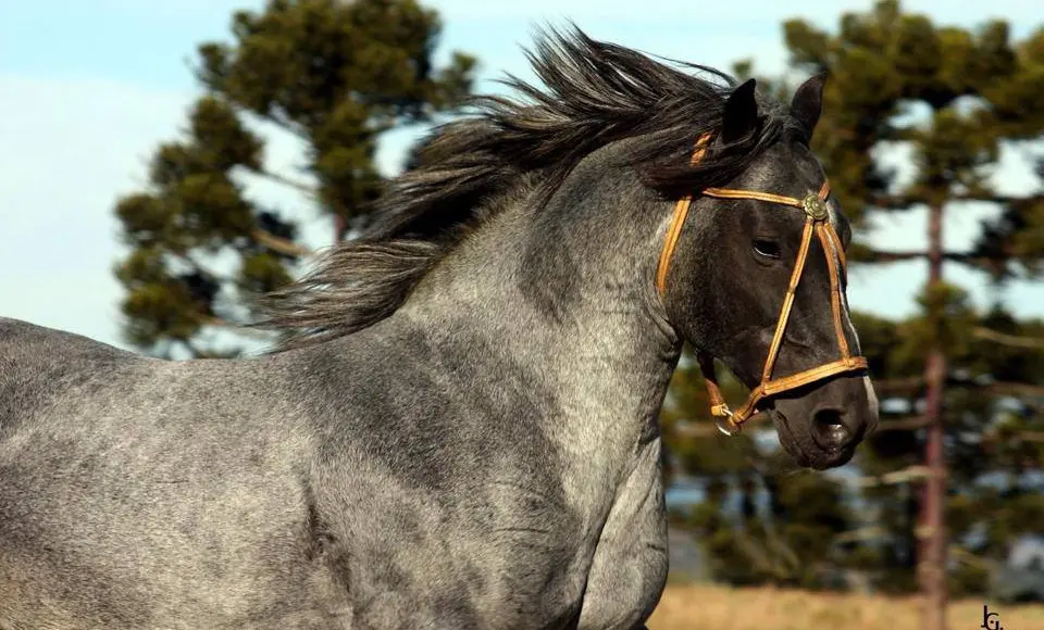 Cavalo crioulo